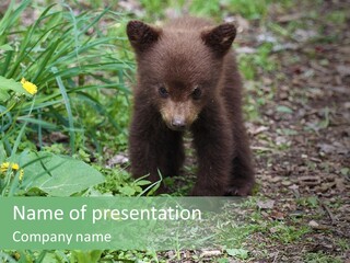 A Small Brown Bear Walking Through A Lush Green Field PowerPoint Template