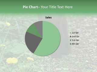 A Small Brown Bear Walking Through A Lush Green Field PowerPoint Template