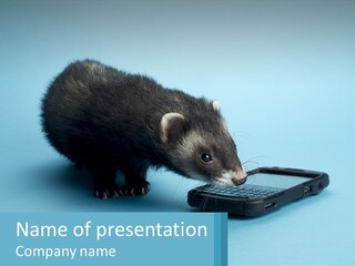 A Ferret Looking At A Cell Phone On A Blue Background PowerPoint Template