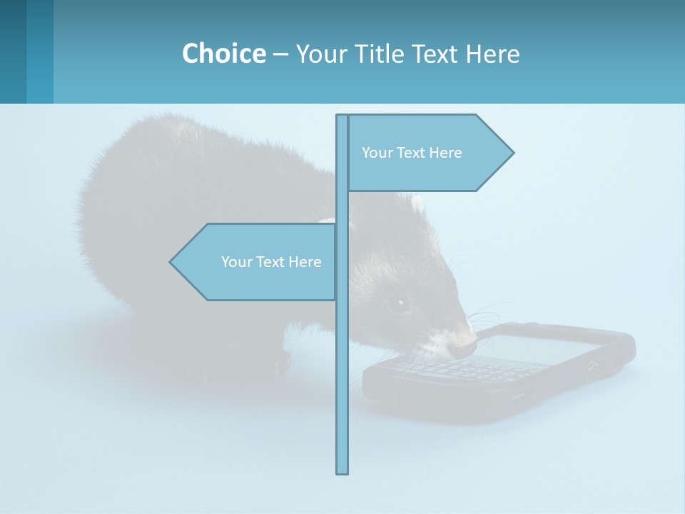 A Ferret Looking At A Cell Phone On A Blue Background PowerPoint Template