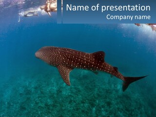 A Large Whale Is Swimming In The Ocean PowerPoint Template