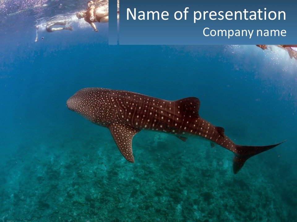A Large Whale Is Swimming In The Ocean PowerPoint Template