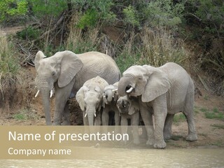 A Herd Of Elephants Standing Next To A Body Of Water PowerPoint Template