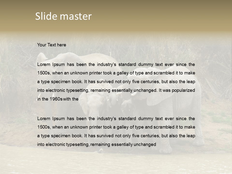 A Herd Of Elephants Standing Next To A Body Of Water PowerPoint Template