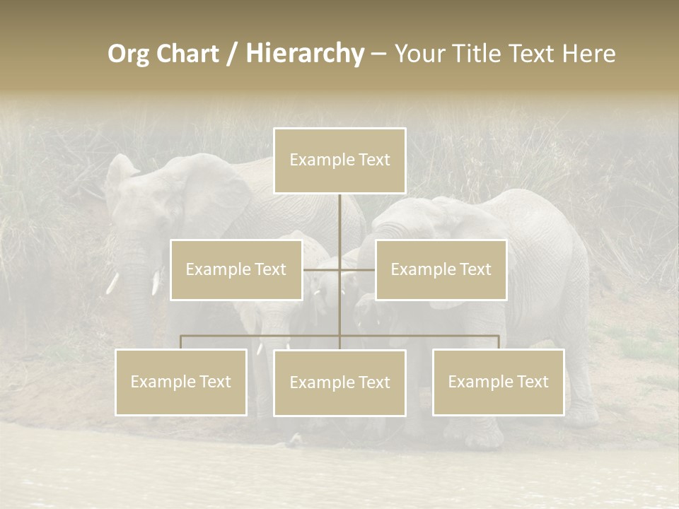 A Herd Of Elephants Standing Next To A Body Of Water PowerPoint Template