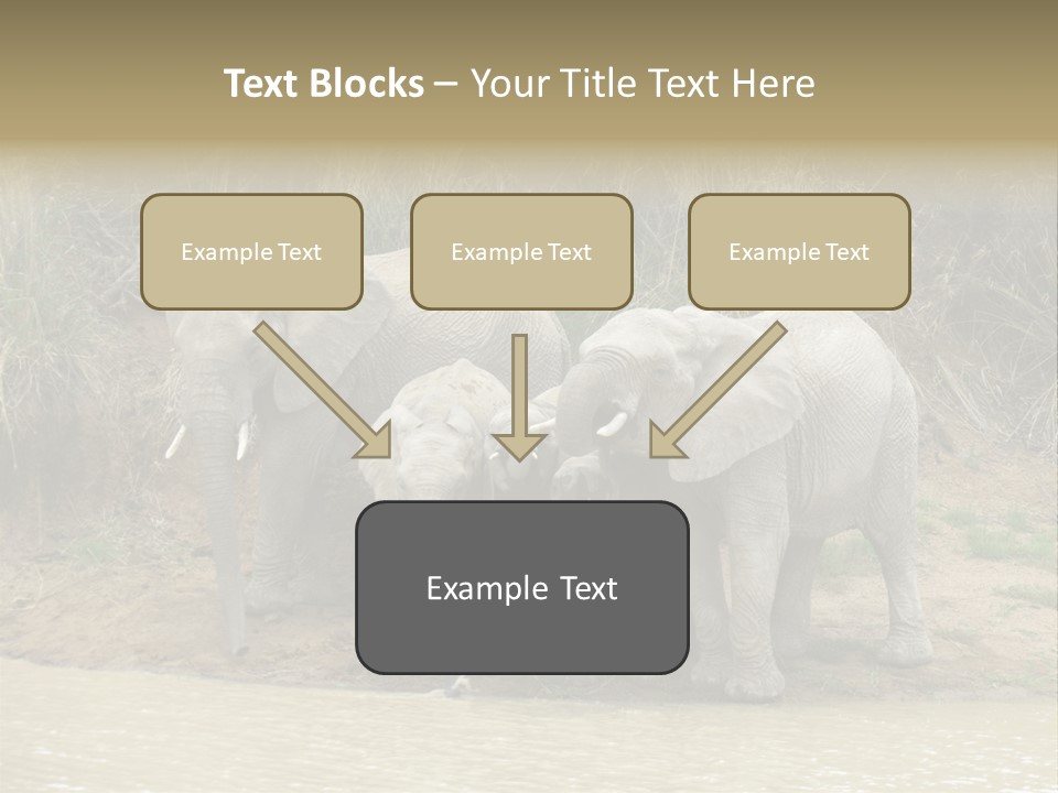 A Herd Of Elephants Standing Next To A Body Of Water PowerPoint Template