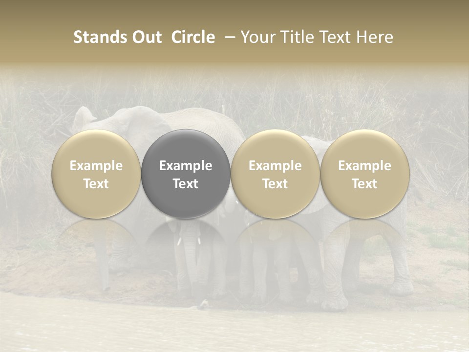 A Herd Of Elephants Standing Next To A Body Of Water PowerPoint Template