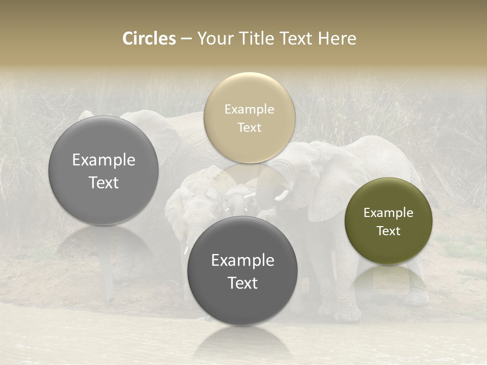 A Herd Of Elephants Standing Next To A Body Of Water PowerPoint Template