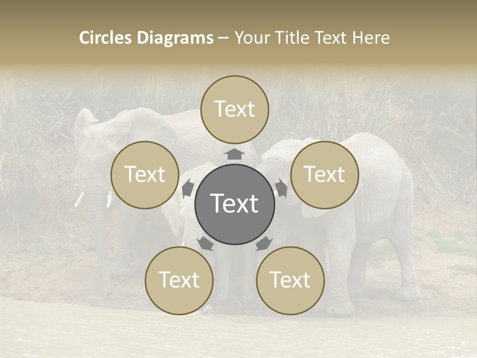 A Herd Of Elephants Standing Next To A Body Of Water PowerPoint Template