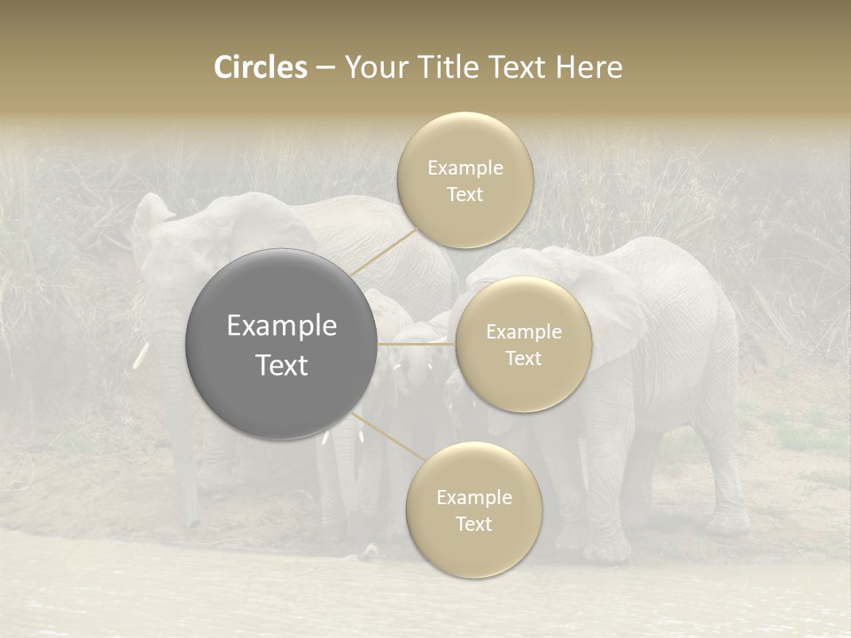 A Herd Of Elephants Standing Next To A Body Of Water PowerPoint Template