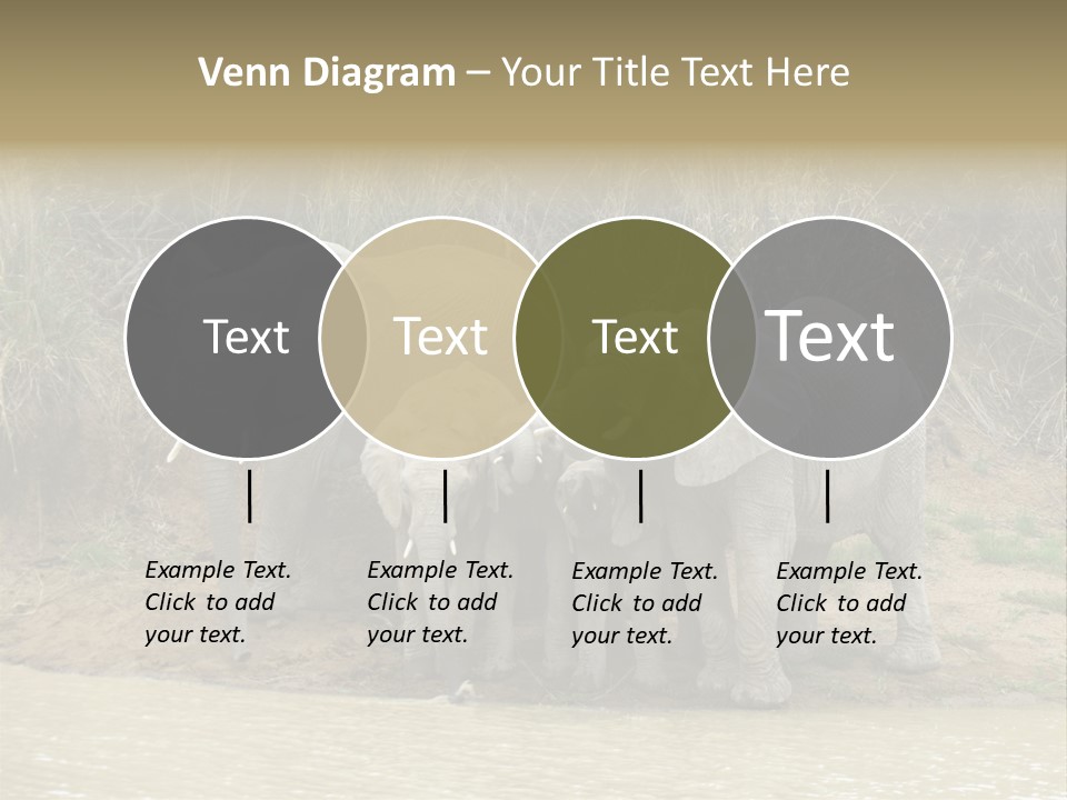 A Herd Of Elephants Standing Next To A Body Of Water PowerPoint Template