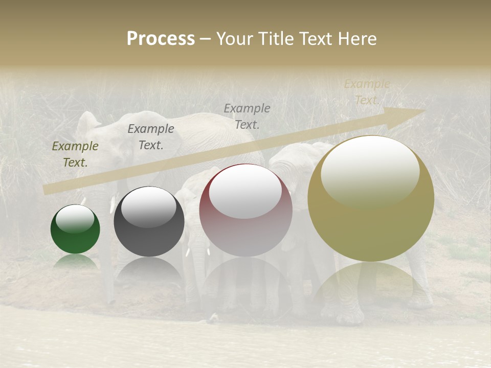 A Herd Of Elephants Standing Next To A Body Of Water PowerPoint Template