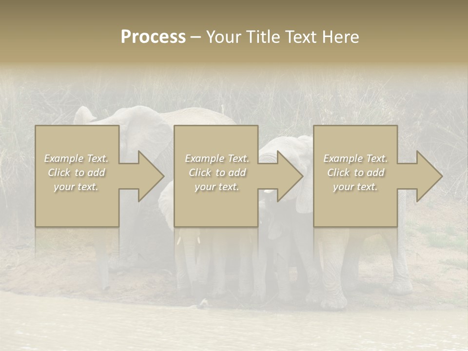 A Herd Of Elephants Standing Next To A Body Of Water PowerPoint Template
