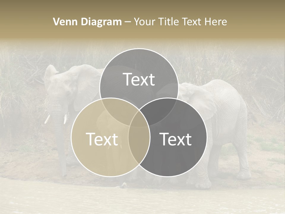 A Herd Of Elephants Standing Next To A Body Of Water PowerPoint Template