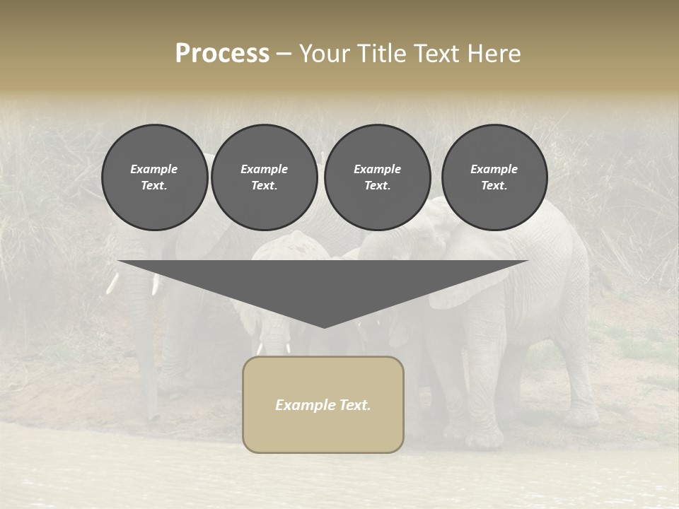 A Herd Of Elephants Standing Next To A Body Of Water PowerPoint Template