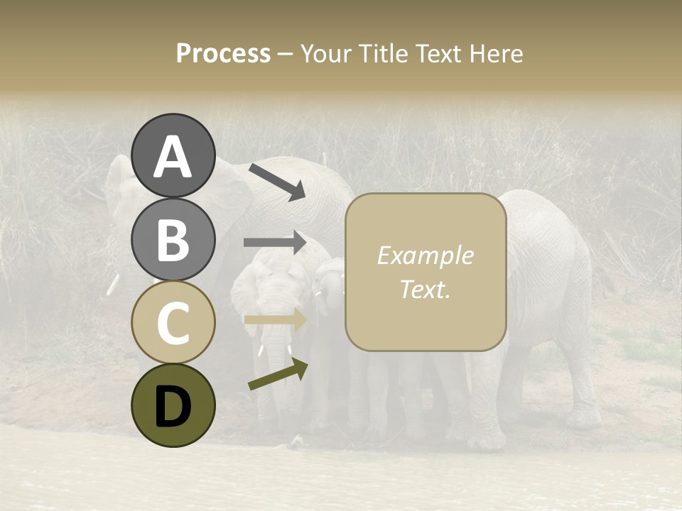 A Herd Of Elephants Standing Next To A Body Of Water PowerPoint Template