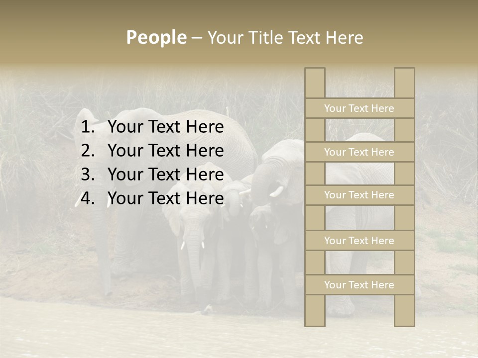 A Herd Of Elephants Standing Next To A Body Of Water PowerPoint Template