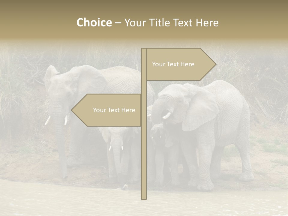 A Herd Of Elephants Standing Next To A Body Of Water PowerPoint Template