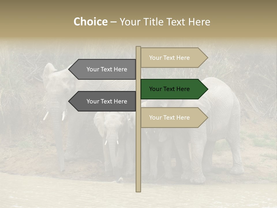 A Herd Of Elephants Standing Next To A Body Of Water PowerPoint Template