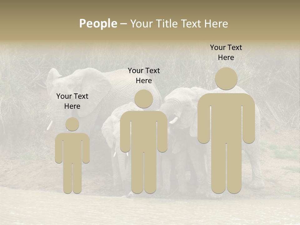 A Herd Of Elephants Standing Next To A Body Of Water PowerPoint Template