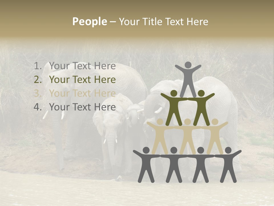 A Herd Of Elephants Standing Next To A Body Of Water PowerPoint Template