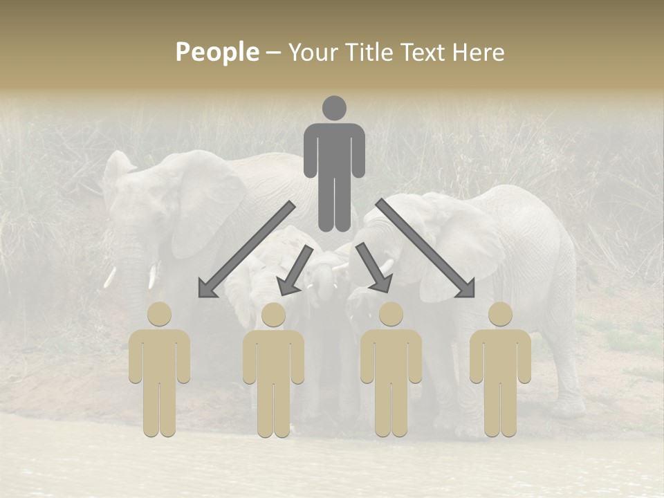 A Herd Of Elephants Standing Next To A Body Of Water PowerPoint Template
