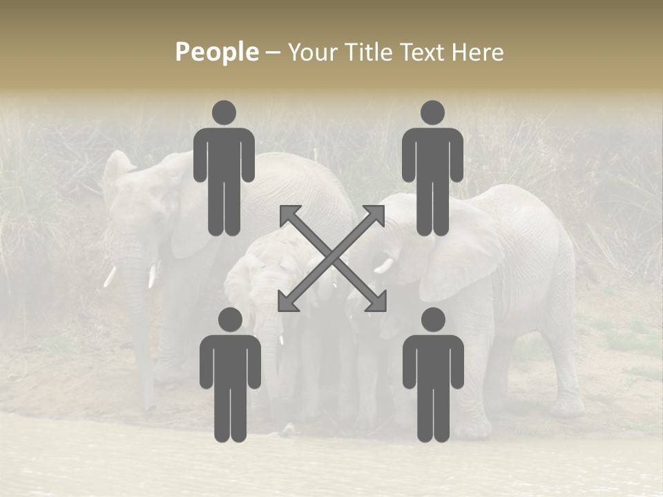 A Herd Of Elephants Standing Next To A Body Of Water PowerPoint Template