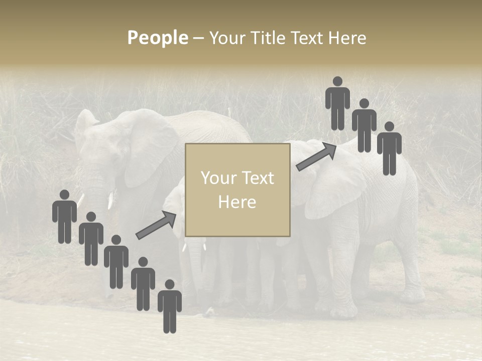 A Herd Of Elephants Standing Next To A Body Of Water PowerPoint Template