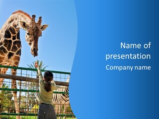 A Giraffe And A Zebra In A Fenced In Area PowerPoint Template