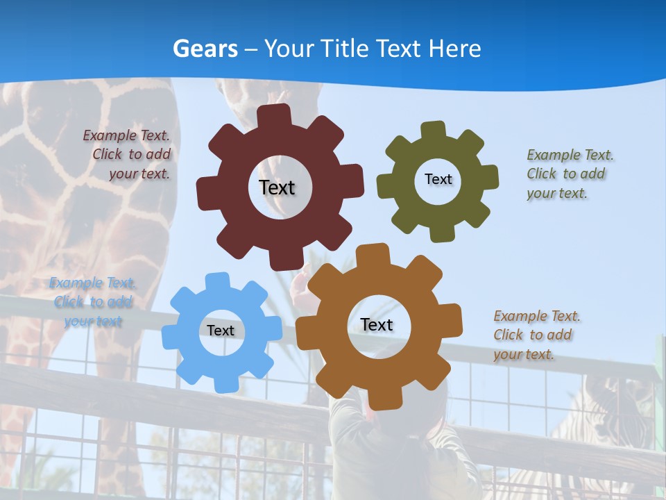 A Giraffe And A Zebra In A Fenced In Area PowerPoint Template