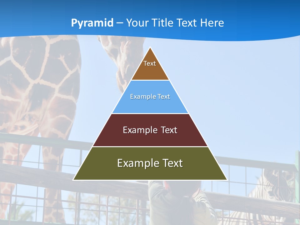 A Giraffe And A Zebra In A Fenced In Area PowerPoint Template