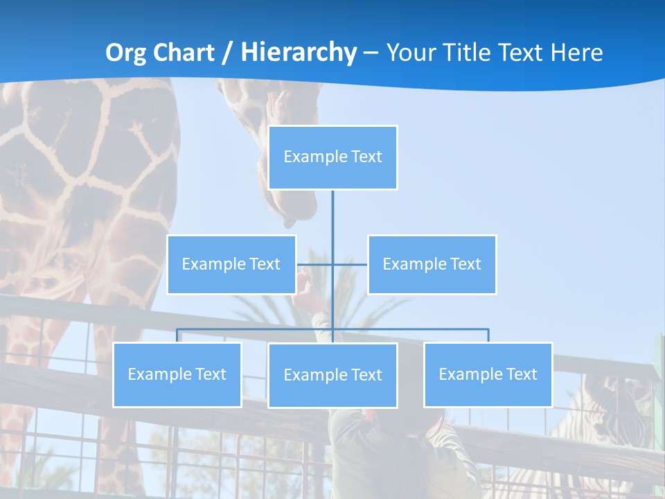 A Giraffe And A Zebra In A Fenced In Area PowerPoint Template