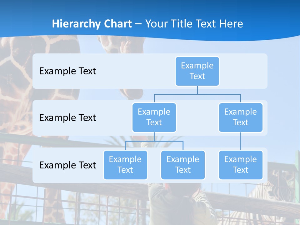 A Giraffe And A Zebra In A Fenced In Area PowerPoint Template