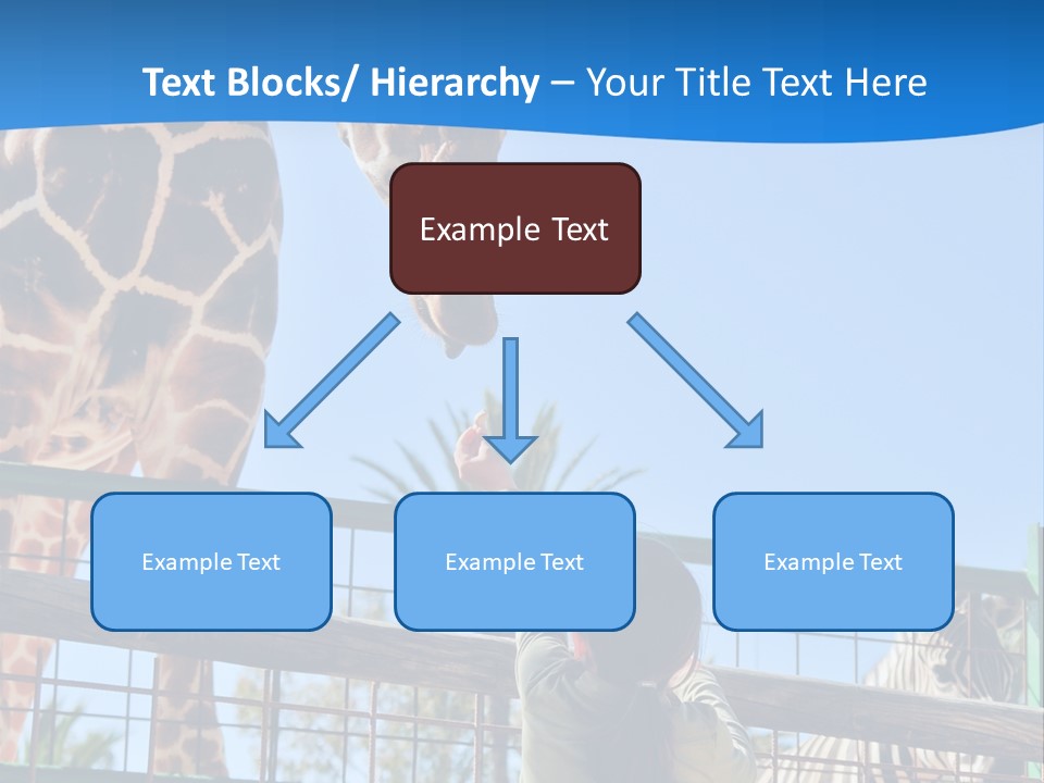 A Giraffe And A Zebra In A Fenced In Area PowerPoint Template