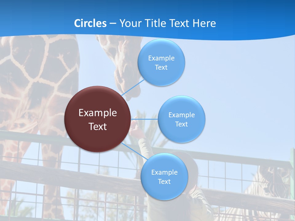 A Giraffe And A Zebra In A Fenced In Area PowerPoint Template
