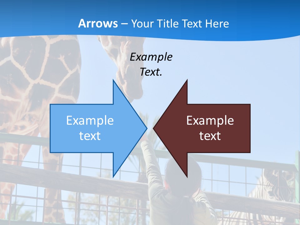 A Giraffe And A Zebra In A Fenced In Area PowerPoint Template