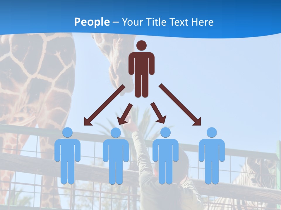 A Giraffe And A Zebra In A Fenced In Area PowerPoint Template