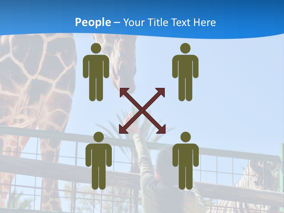 A Giraffe And A Zebra In A Fenced In Area PowerPoint Template