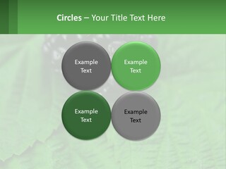 A Bunch Of Blackberries Sitting On Top Of A Green Leaf PowerPoint Template