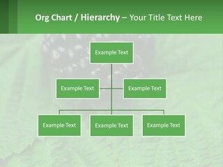 A Bunch Of Blackberries Sitting On Top Of A Green Leaf PowerPoint Template