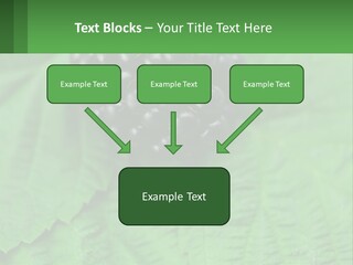 A Bunch Of Blackberries Sitting On Top Of A Green Leaf PowerPoint Template