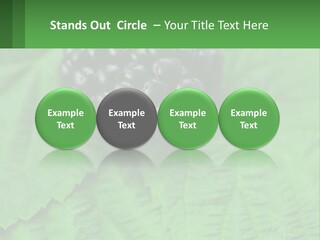 A Bunch Of Blackberries Sitting On Top Of A Green Leaf PowerPoint Template