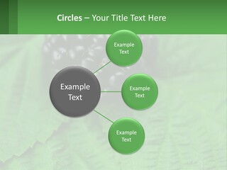 A Bunch Of Blackberries Sitting On Top Of A Green Leaf PowerPoint Template