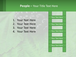 A Bunch Of Blackberries Sitting On Top Of A Green Leaf PowerPoint Template
