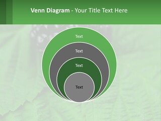 A Bunch Of Blackberries Sitting On Top Of A Green Leaf PowerPoint Template