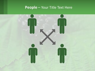 A Bunch Of Blackberries Sitting On Top Of A Green Leaf PowerPoint Template