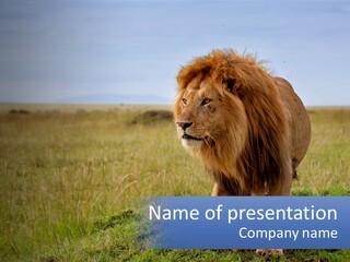 A Lion Standing In The Middle Of A Field PowerPoint Template
