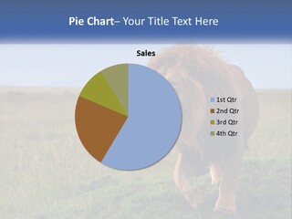 A Lion Standing In The Middle Of A Field PowerPoint Template