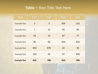 A Person Holding A Black Dog In A Field PowerPoint Template