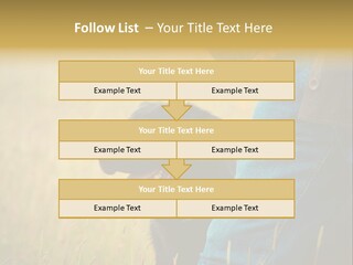 A Person Holding A Black Dog In A Field PowerPoint Template